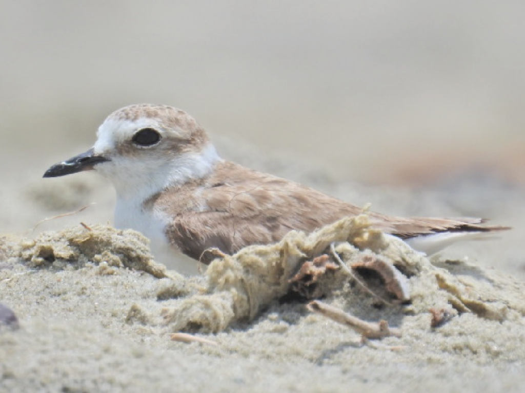 Hanuman Plover